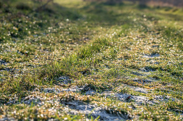Grüne noch leicht gefrorene Wiese im winterlichen Sonnenschein