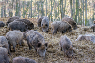 Wildschweine in einer großen Rotte suhlen sich im Wald