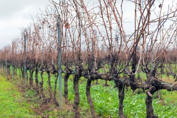 Cultivation of vines in the winter season.