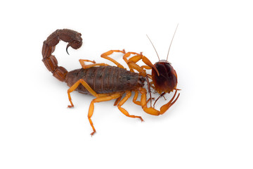 African venom Scorpion isolated on white background