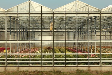 Obraz premium Greenhouse in Nieuwerkerk aan den Ijssel in the Netherlands with growing all colors of Gerbera flowers