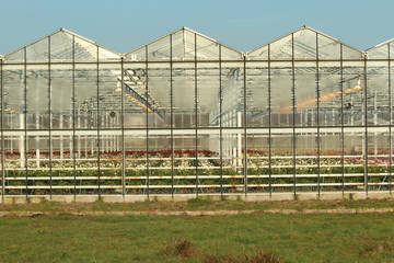 Obraz premium Greenhouse in Nieuwerkerk aan den Ijssel in the Netherlands with growing all colors of Gerbera flowers