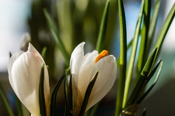 white Crocus first spring flowers tenderness