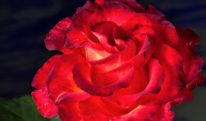 Naklejka premium Bud rose red yellow large