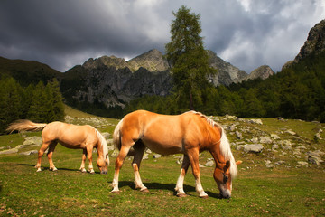 Fototapeta na wymiar two horses on a meadow in mountains