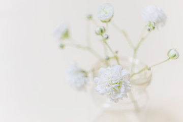 Small lush elegant white flower gypsophila on a pastel background. The concept of spring, summer, women's day, Valentine's day, wedding, holiday, birthday. Macro photo for banners, cards, posters.