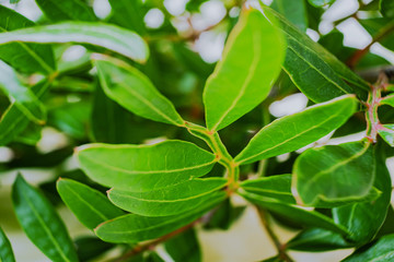 Branches with green leaves on a pastel background. Macro photo. The concept of spring, summer. Macro photo for banners, cards, posters. Pistachio tree leaves.