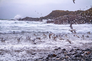 Huge amount of Seagulls feeding at the coast of Maghery in County Donegal during the storm- Ireland
