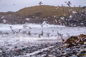 Huge amount of Seagulls feeding at the coast of Maghery in County Donegal during the storm- Ireland