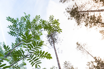 View from the bottom of tall pine trees in looking up to the sky. Pine trees are high into the sky in Hilversum, Holland.