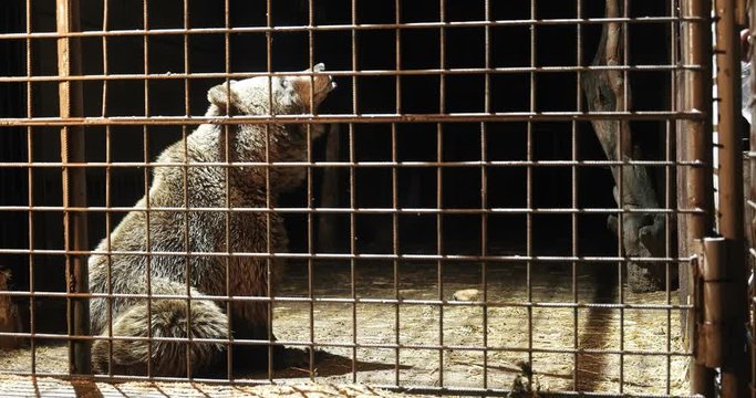 Bear in a dark cage looking ahead while sitting behind bars