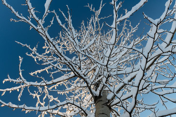 Snow covered tree isolated against a blue sky