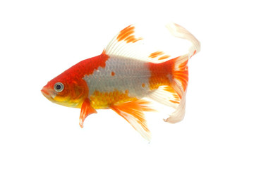 Fototapeta premium Koi fish isolated on white background