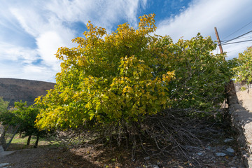 Trees with yellow leaves about to fall