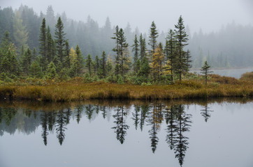 Fototapeta na wymiar reflection of evergreen trees in water