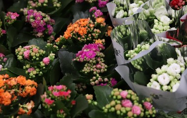 Multicolor flowers in the store. Seedlings in the greenhouse