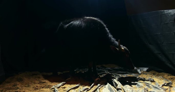 Single young bull in back lit stable full body shot high contrast