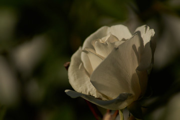 Fototapeta na wymiar Weiße Rose