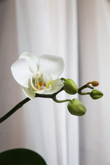  white orchid flower on the windowsill. twig on a white background