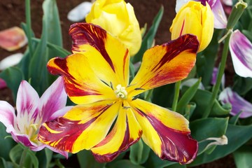 Obraz premium Spring blossoms in Melbourne VIC