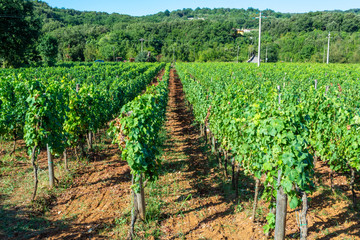 Fototapeta na wymiar Vineyard with growing red wine grapes in Lazio mountains, Italy
