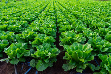 Farmers field with growing in rows green organic lettuce leaf vegetables