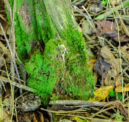 Hypnum Moss Growing At the Foot Of An Old Post