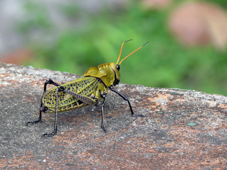 Green and black speckled grasshopper looking over all