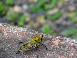 Grasshopper looking over wall