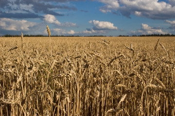 Wheat field. Ears of golden wheat close up against the blue cloudy sky. Background of ripening ears of wheat field. Ukraine landscape.