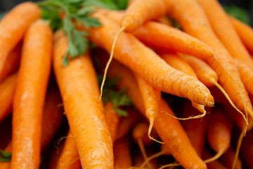ripe Fresh carrots closeup 