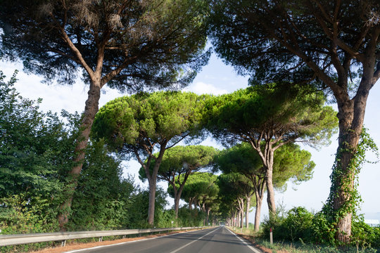 Scenic driving on new via Appia road S7 with high green  mediterranean pine trees connected Rome, Latina and Terracina