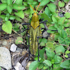 Grasshopper in clovers and gravel