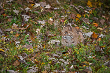 Bobcat (Lynx rufus) Sits Paws Tucked in Autumn Environment