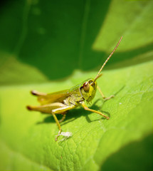Meadow grasshopper, Chorthippus parallelus