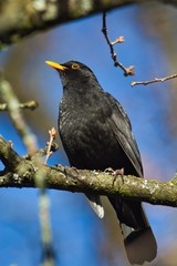 Eine männliche Amsel sitzt im Winter bei Sonnenschein auf einem Ast bei blauem Himmel, Turdus merula Nahaufnahme