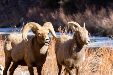 Bighorn Sheep in Waterton Canyon by the South Platte River