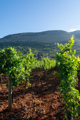 Fototapeta na wymiar Vineyard with growing red wine grapes in Lazio mountains, Italy