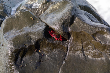 Red rock crab crawling on lava stones on ocean shore, La Palma island, Canary, Spain