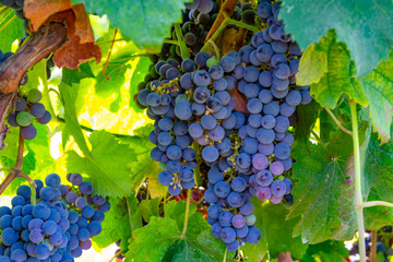 Grape plant on vineyard, growing red wine grapes in Italy - obrazy, fototapety, plakaty