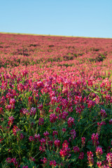 Obraz premium Flora of Sicily, colorful flossom of wild flowers, peas and French honeysuckle, pink sulla flowers on meadow in mountains, production of natural bio honey.