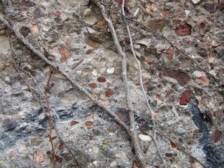Nature reclaims an old cement wall as vines grow across the surface