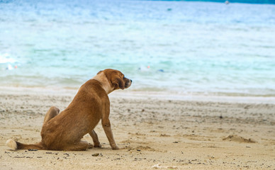 a dog who is enjoying the beautiful beach