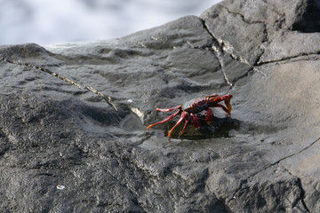 Red rock crab crawling on lava stones on ocean shore, La Palma island, Canary, Spain