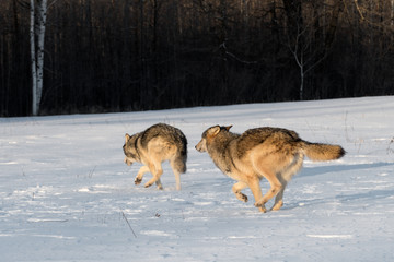 Plakat Grey Wolves (Canis lupus) Run to Left and Away Early Morning Light Winter