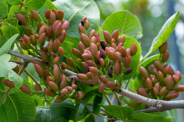 Cultivation of important ingredient of Italian cuisine, plantation of pistachio trees with ripening...
