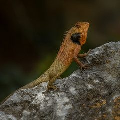 Garden Lizard sitting on a Rock