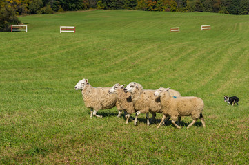 Fototapeta premium Stock Dog Moves Sheep (Ovis aries) Along Herding Course Autumn