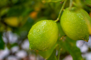 Unripe lemons citrus fruits hanging on lemon tree