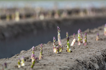 Fototapeta na wymiar New harvest season on asparagus vegetable fields, white and purple asparagus growing uncovered on farm.
